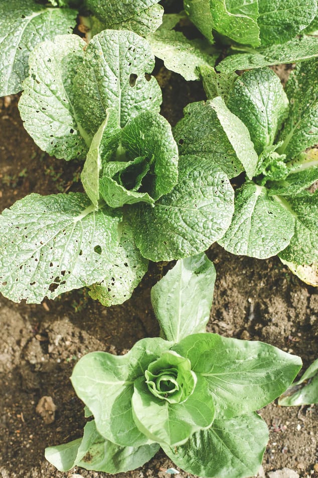 About farming03 free img